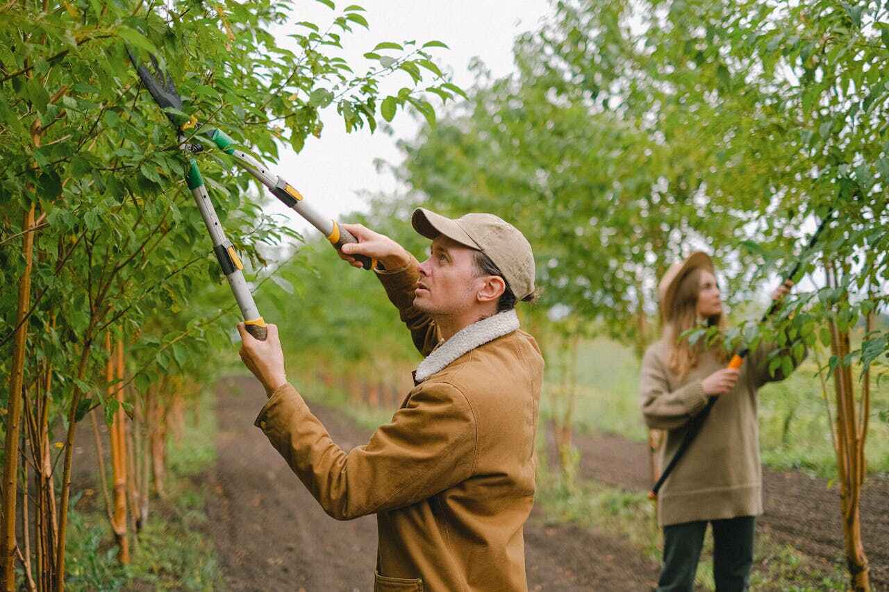 Best Local Tree Services  in Halsey, OR